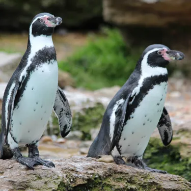 Two penguins stood on rocks in Penguin Bay at Chessington Zoo