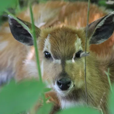 Sitatunga