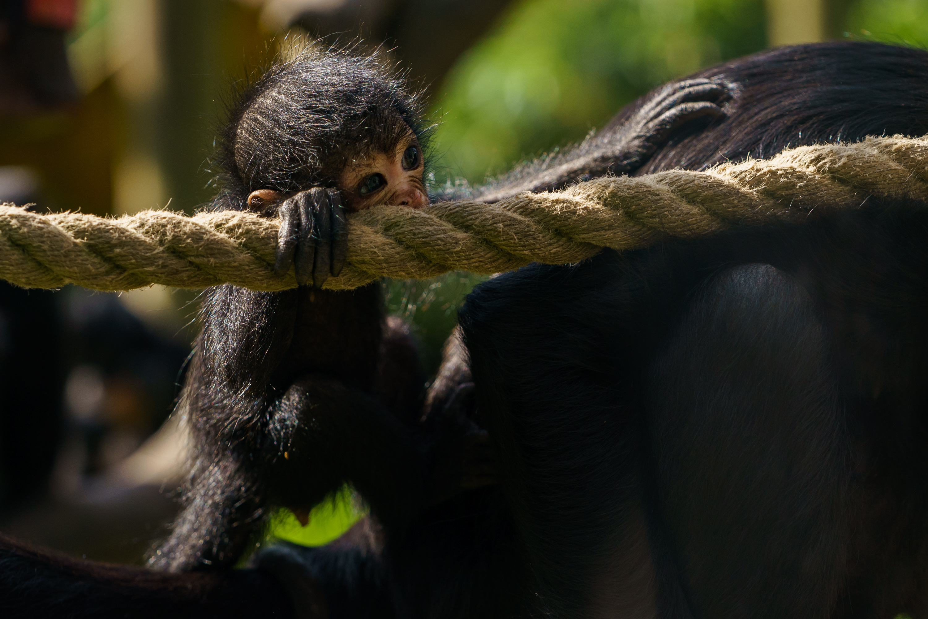 Baby Spider Monkey At Chessington World Of Adventures Resort For Mother's Day