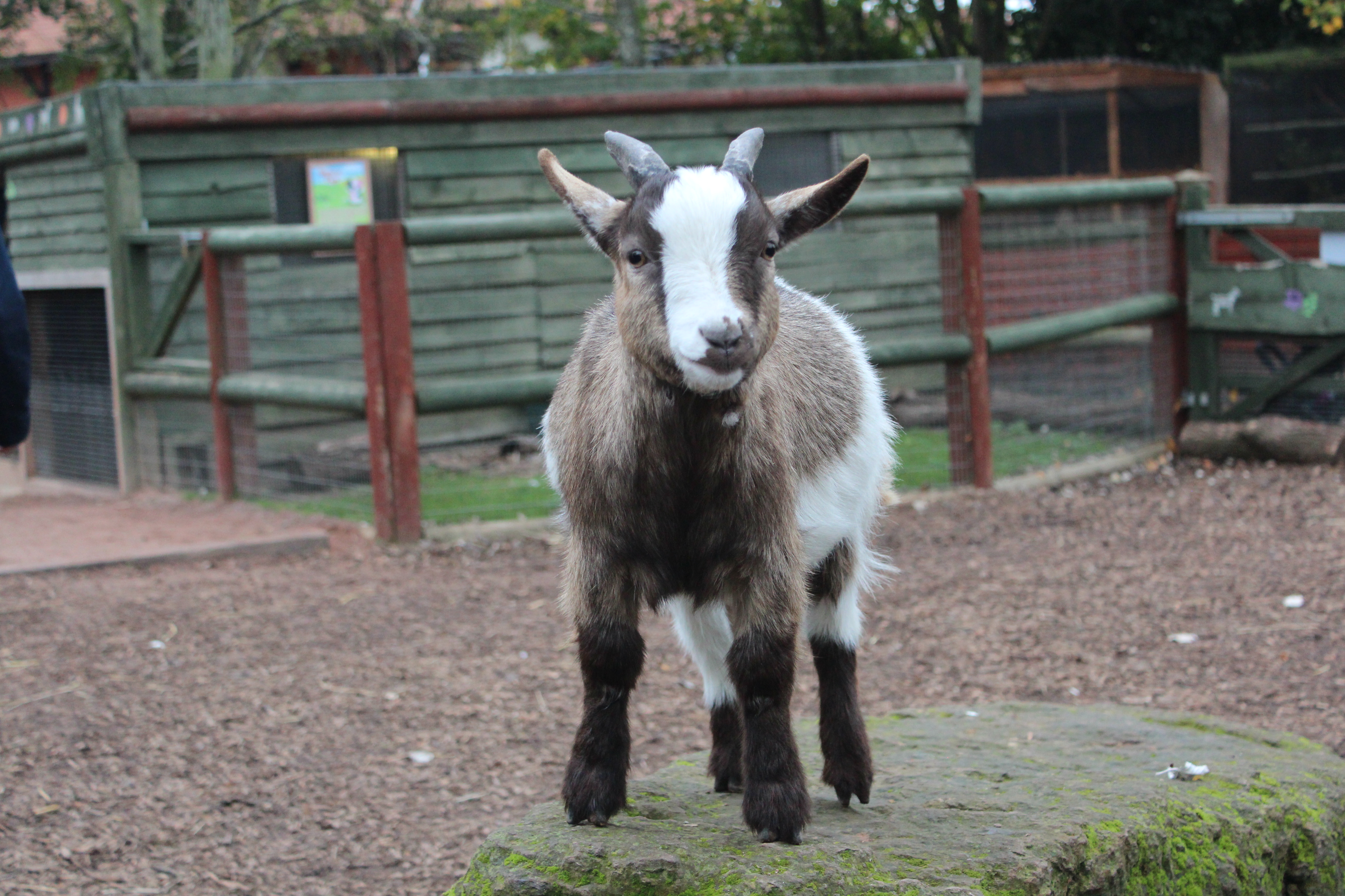 African Pygmy Goats in the Chessington Zoo