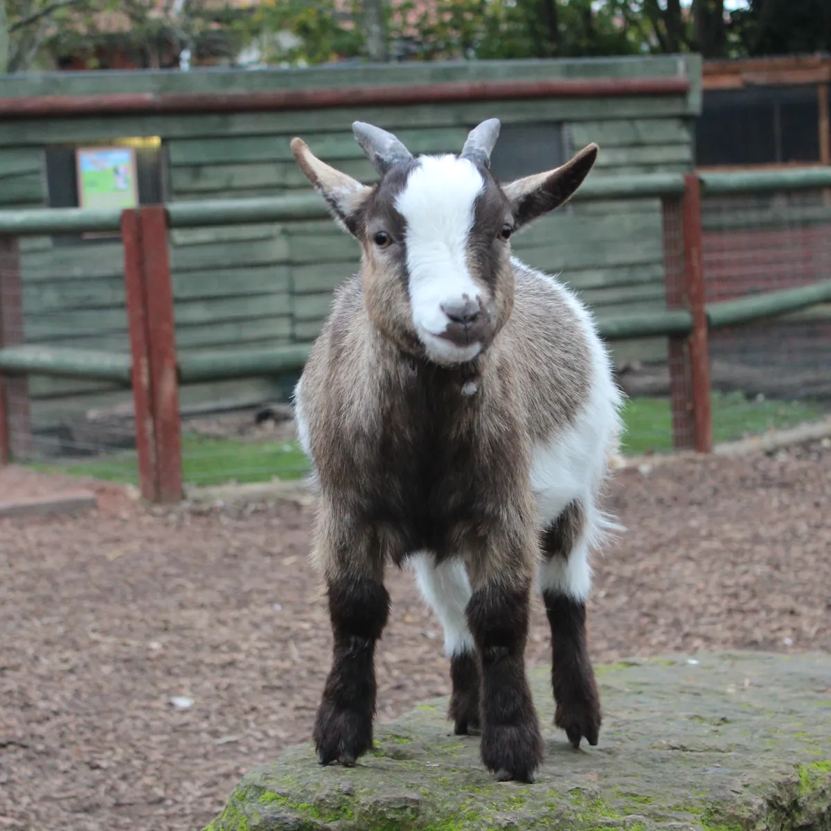 African Pygmy Goats in the Chessington Zoo