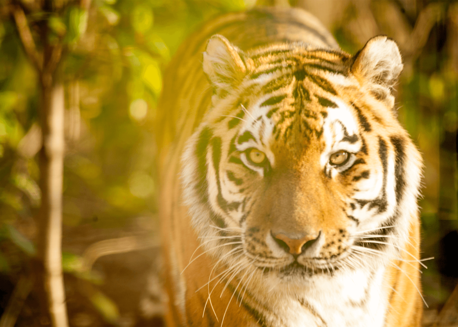Chessington Zoo Tigers