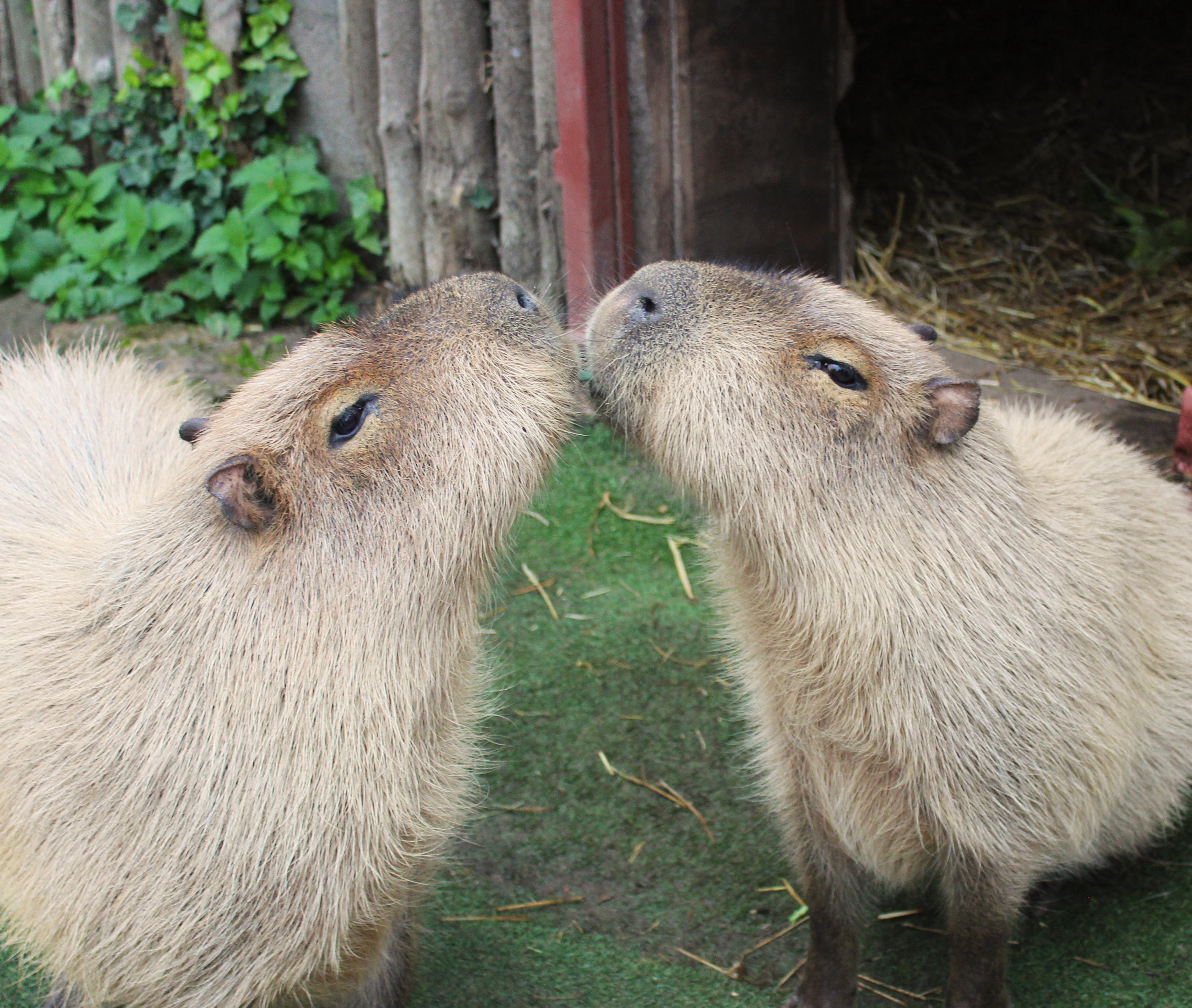 Capybara Kissing