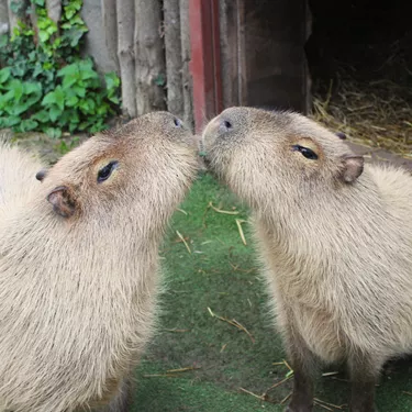 Capybara Kissing