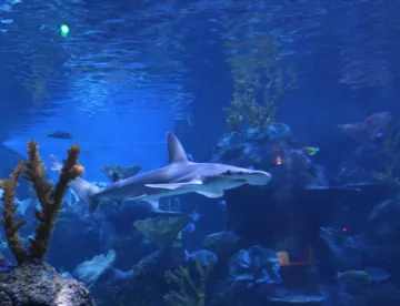 Chessington Zoo & Sea Life Centre in Surrey