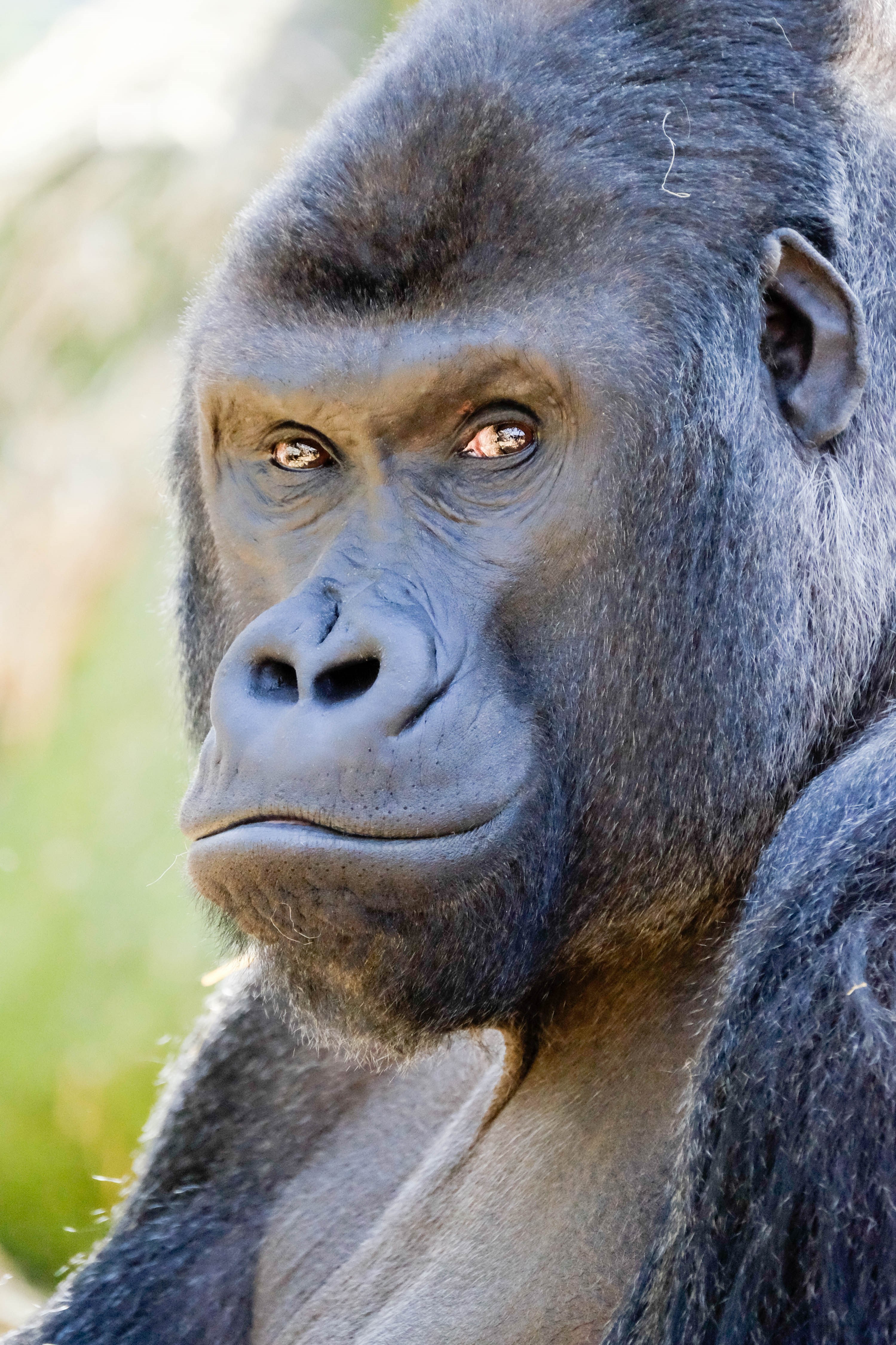 Gorilla Talk &amp; Scatter Feed at Chessington World of Adventures Resort