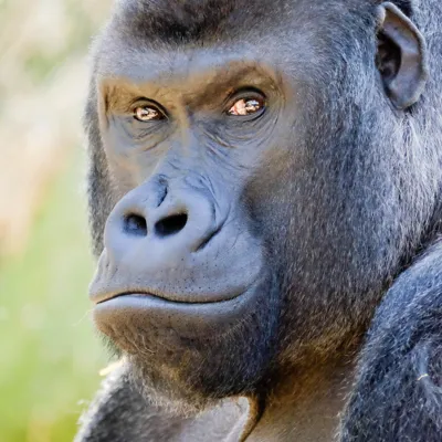 Gorilla Dimisi