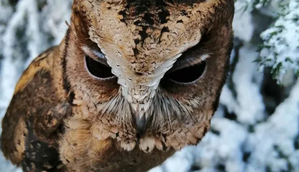 Indian Scops Owl