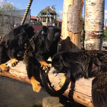 Red Handed Tamarins (5)