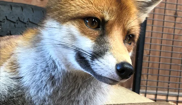 Fox Red