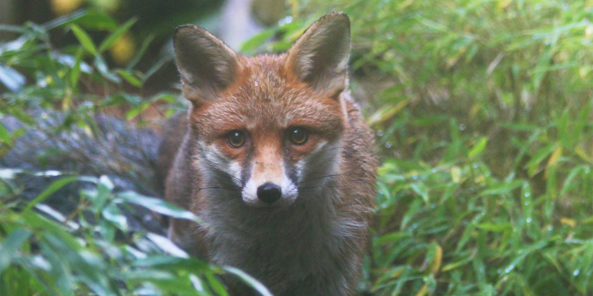 Red Fox Animal Encounter