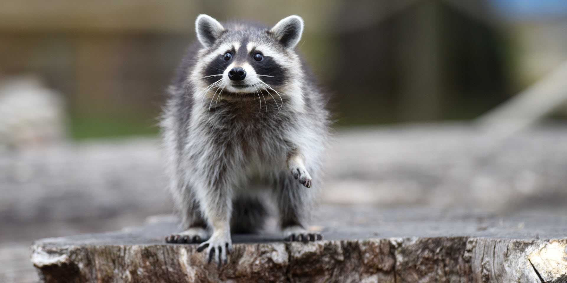 Chessington Zoo Raccoon