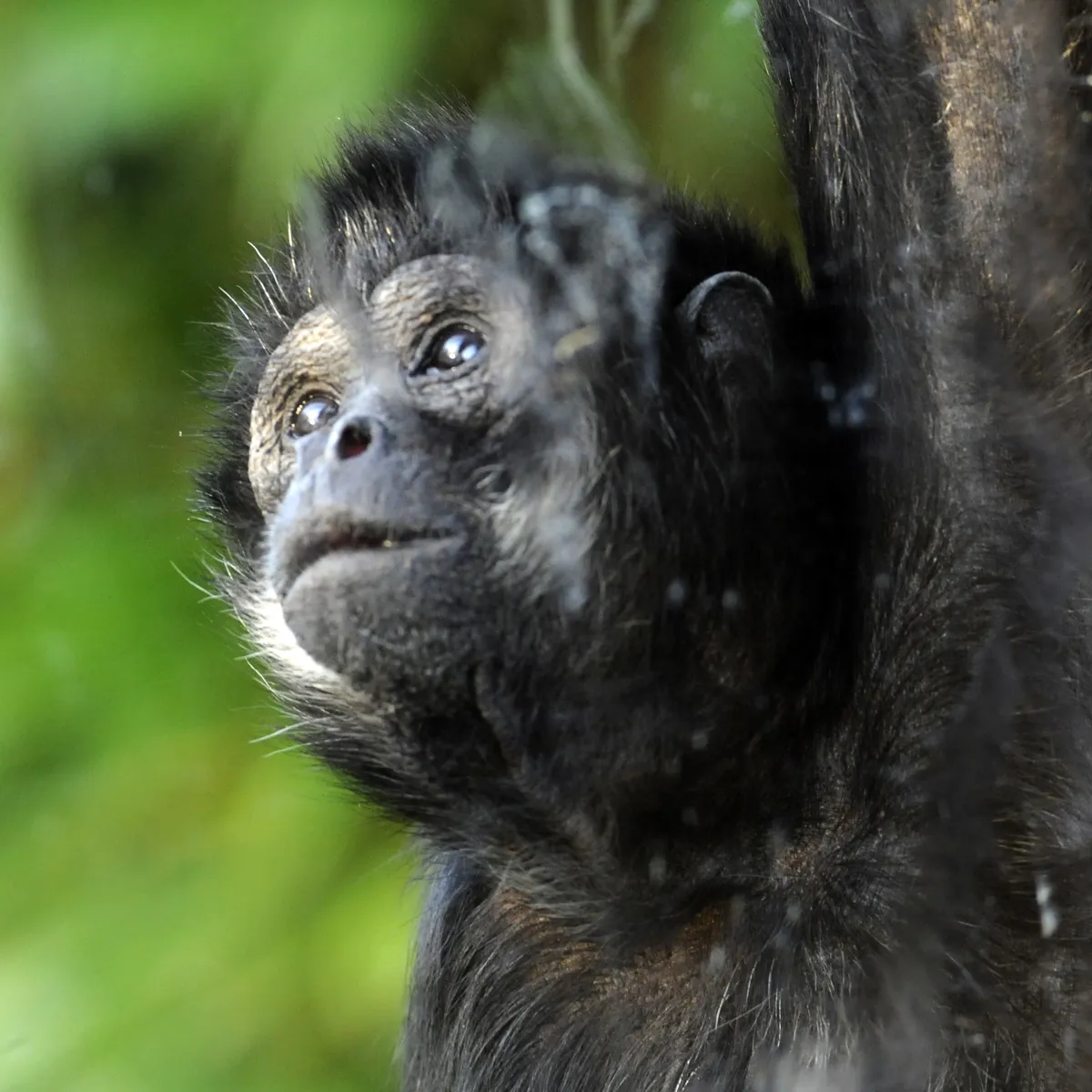 Spider Monkey in AMAZU at Chessington Zoo