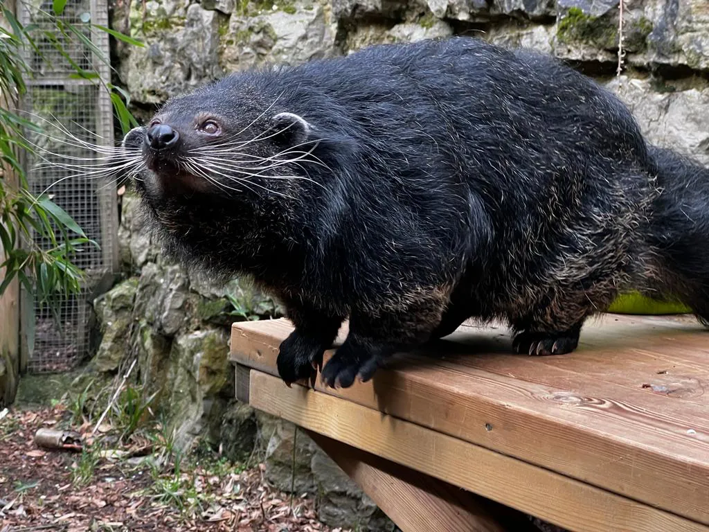 Binturong