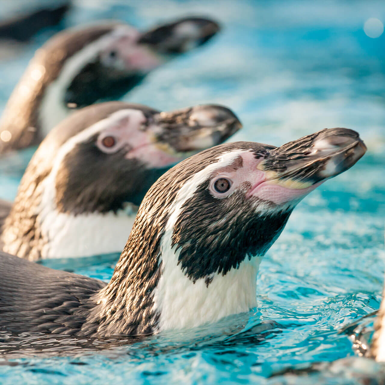 Chessington Zoo Winter Penguins