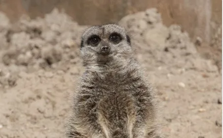 Meercat 1