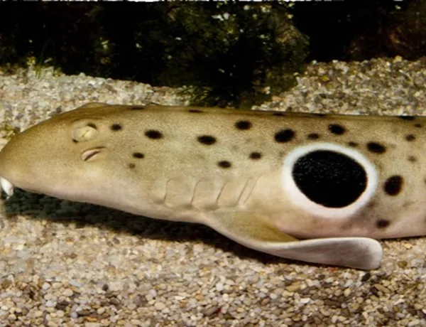 Epaulette Shark