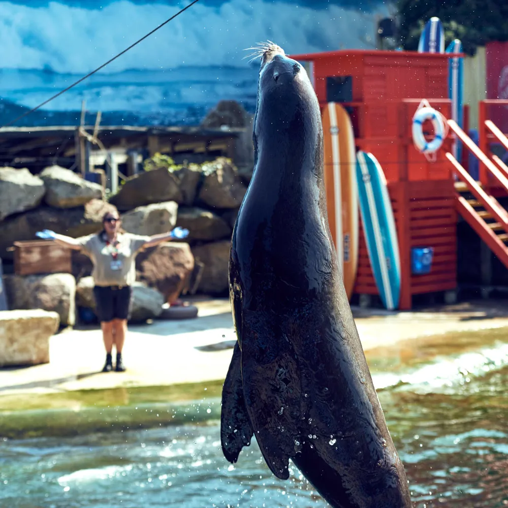 Sea Lion