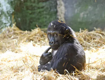 Zoo SEA LIFE Aquarium Attraction Chessington Surrey zoo-sea-life-aquarium-attraction-chessington-surrey