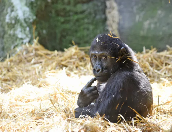 Animals 29