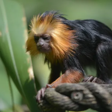 Golden Lion Headed Tamarin (3)
