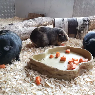 Guinea Pig (2)