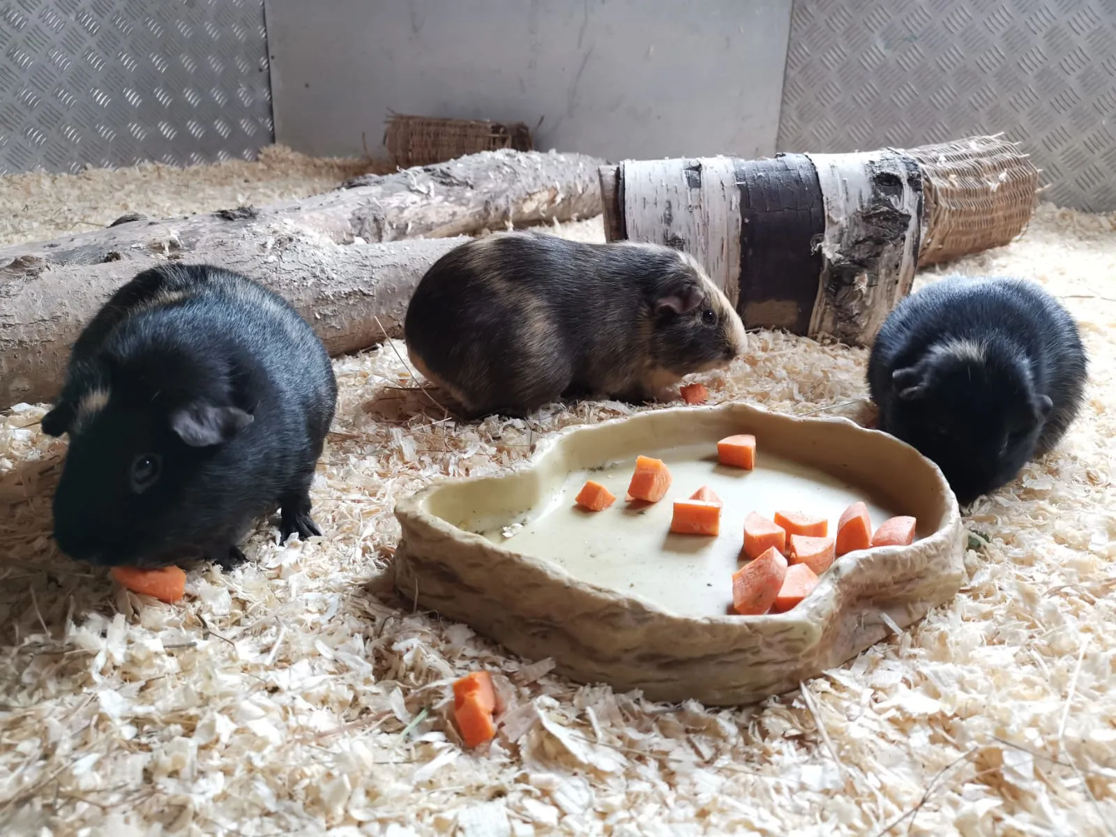 Guinea Pig in the Yoohoo Children’s Zoo in the Chessington Zoo
