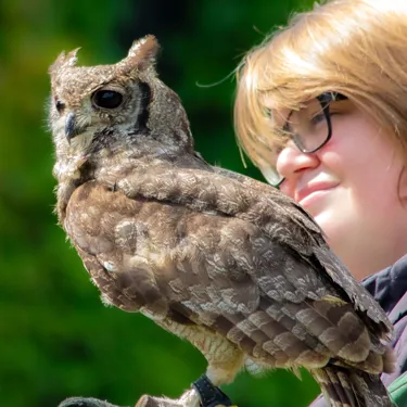 Owl