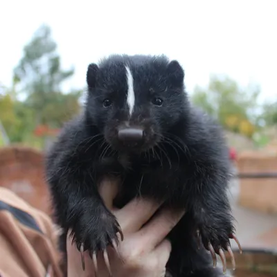 Skunk