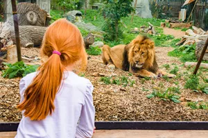 Lions At Chessington Zoo