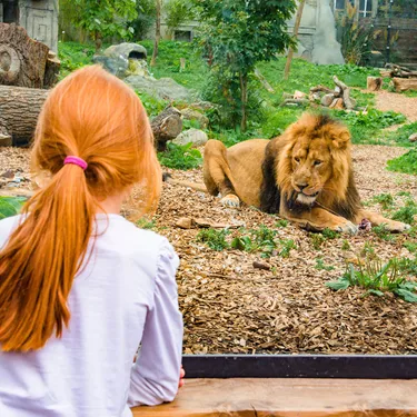 Lions At Chessington Zoo