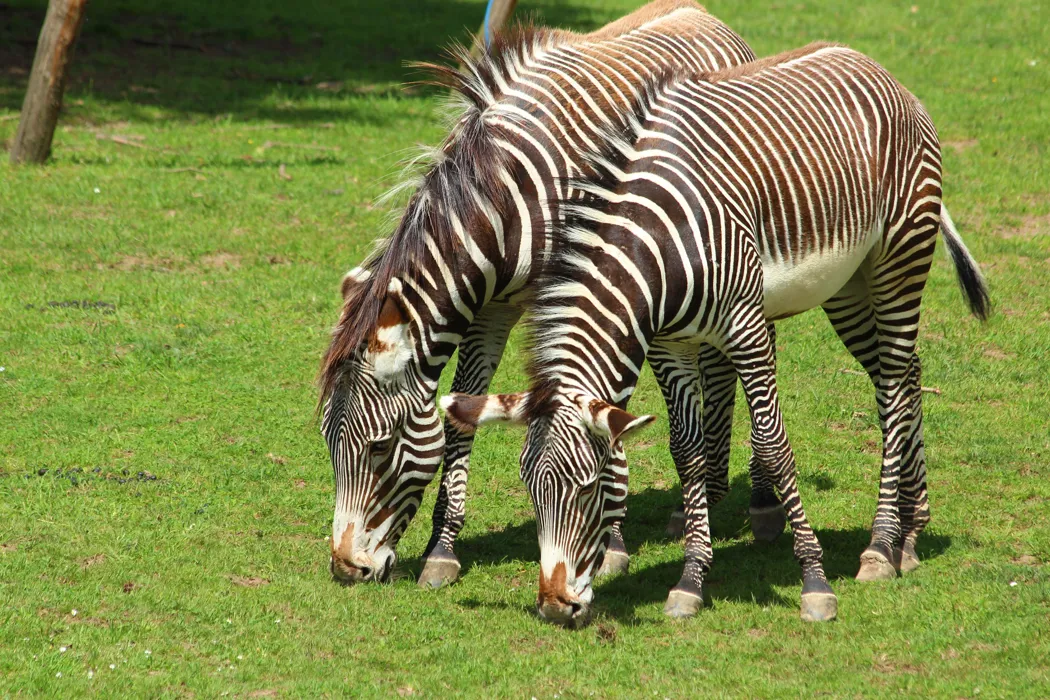Animal Experiences Encounters Chessington Zoo animal-experiences-encounters-chessington-zoo