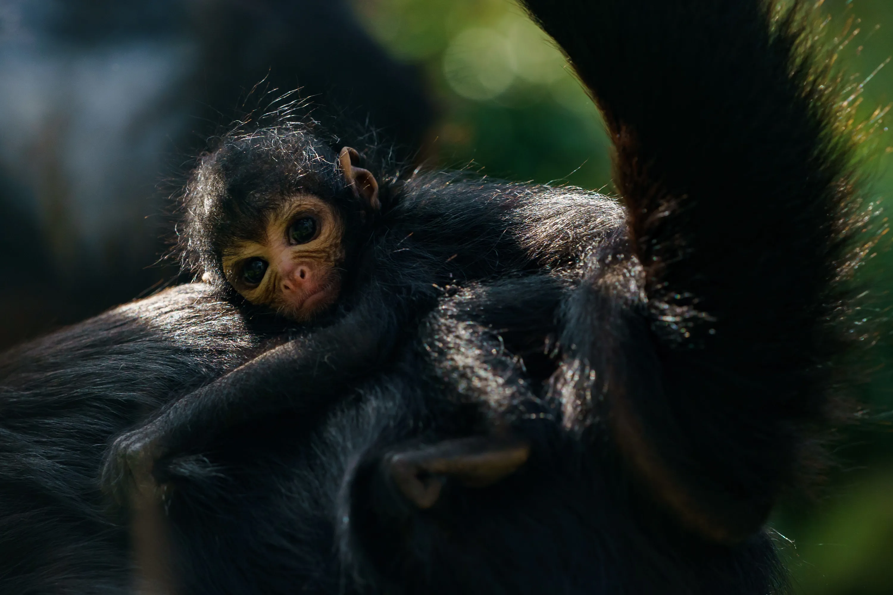 Baby Spider Monkey At Chessington World Of Adventures Resort For Mother's Day