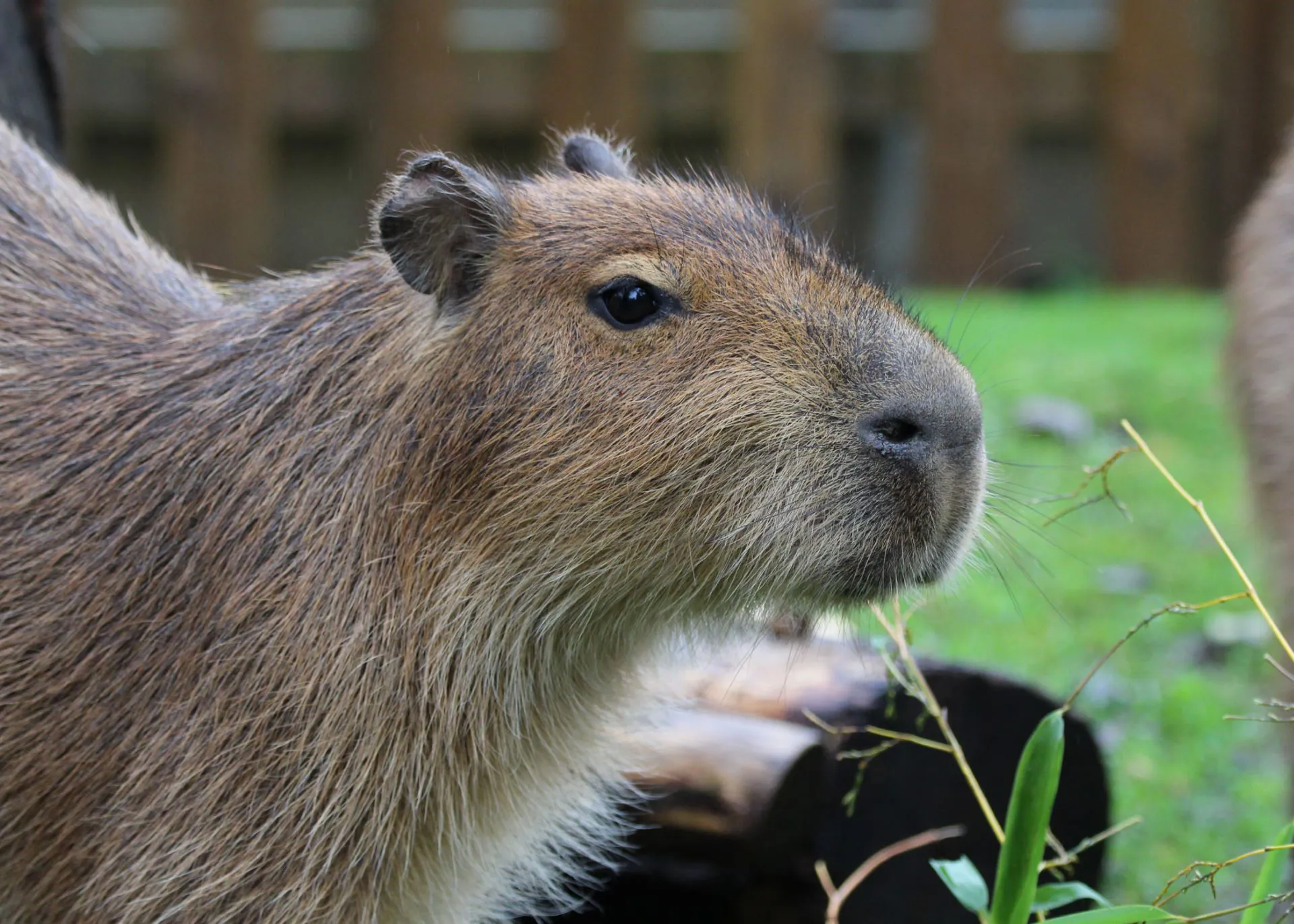 Capybara Feed