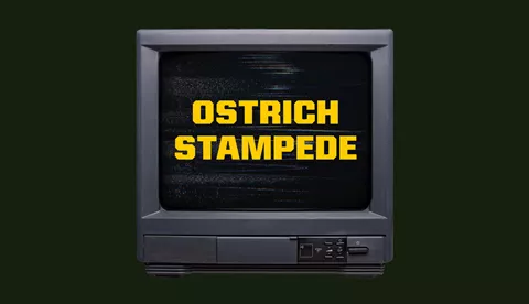 Ostrich Stampede (1)