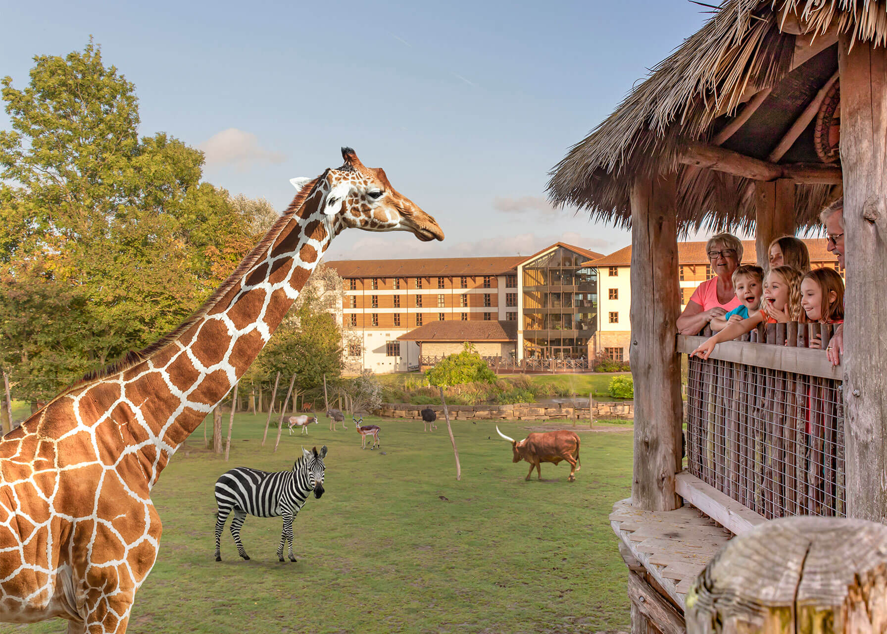 Chessington Zoo Giraffe