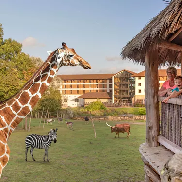 Chessington Zoo Giraffe