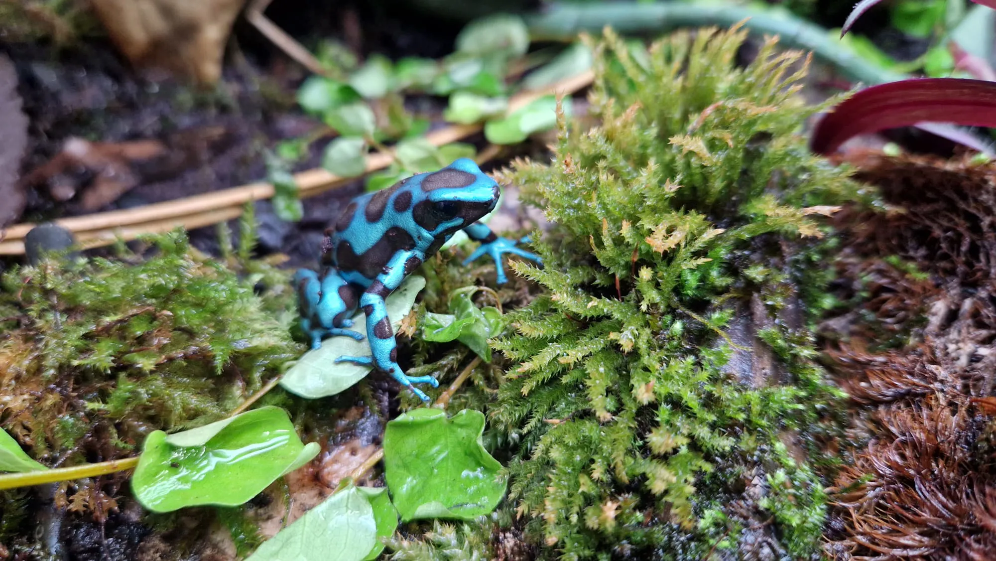 Poison Dart Frog