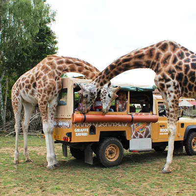 Giraffe safari