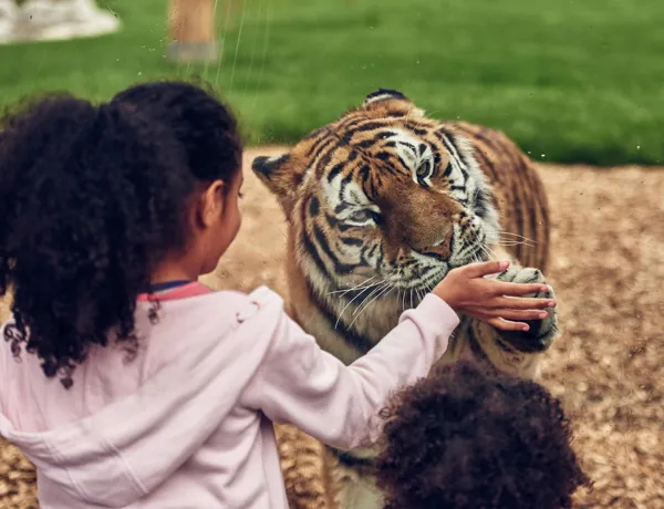 Land Of The Tiger And Tiger Rock At Cwoar (7)
