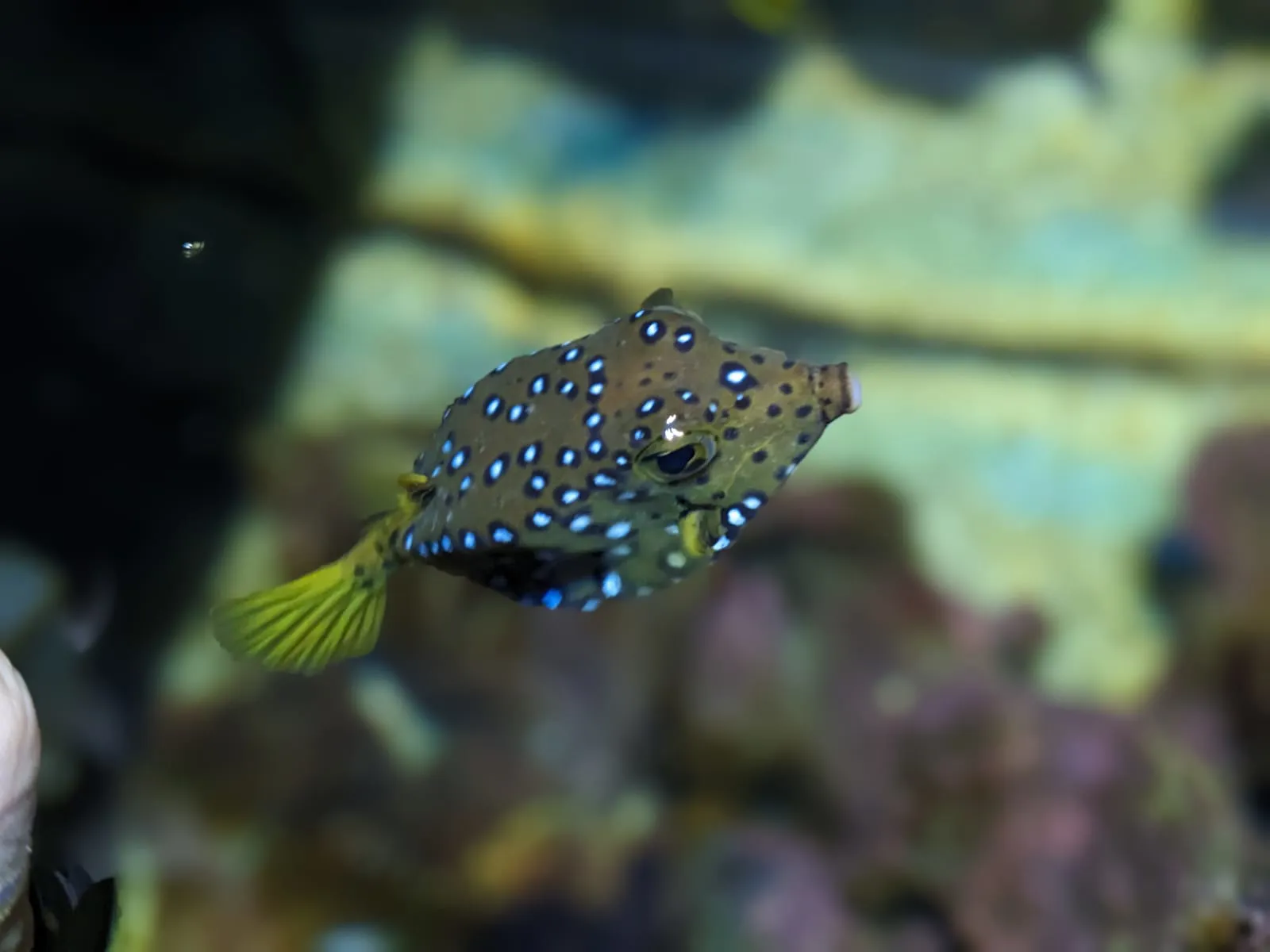 Yellow Boxfish