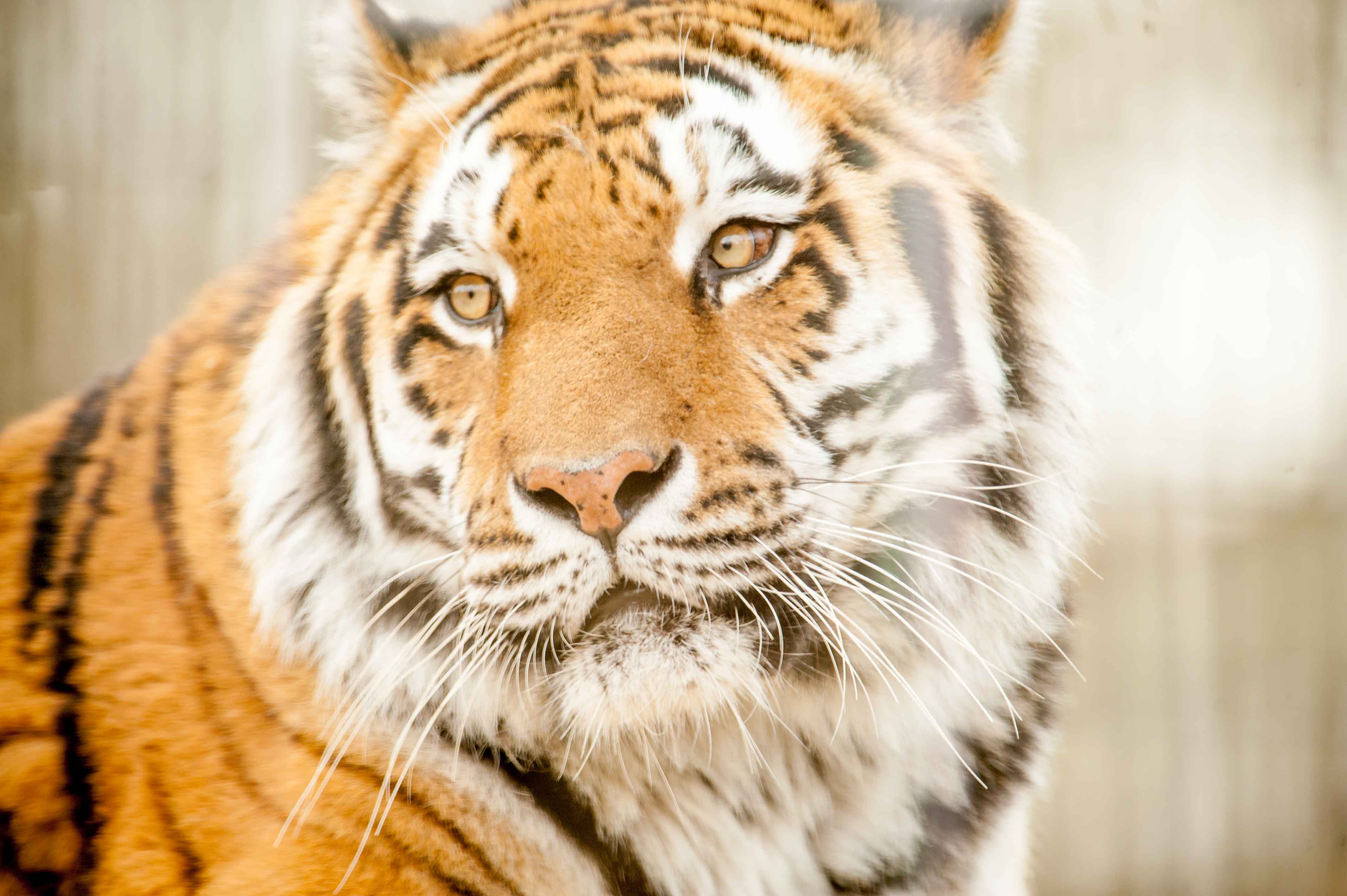 Tiger Tsar