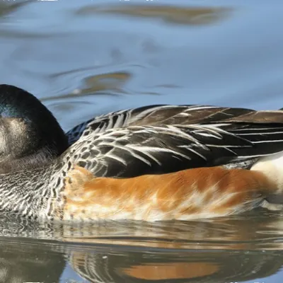 Chloe Wigeon Duck