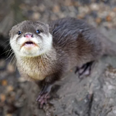 Otter