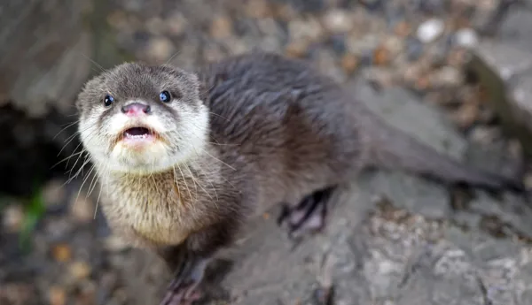 Otter