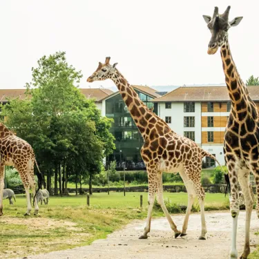 Giraffes Landscape