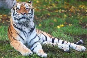 Chessington Zoo Amur Tiger