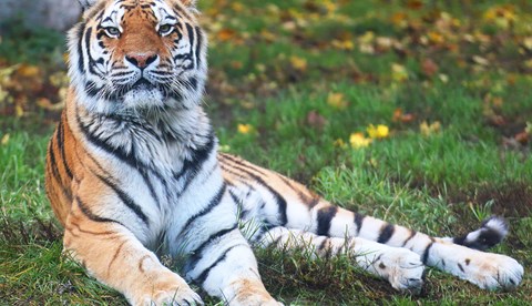 Chessington Zoo Amur Tiger