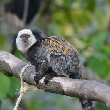 Geoffrey's Marmoset