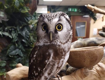 Tengmalm Owl